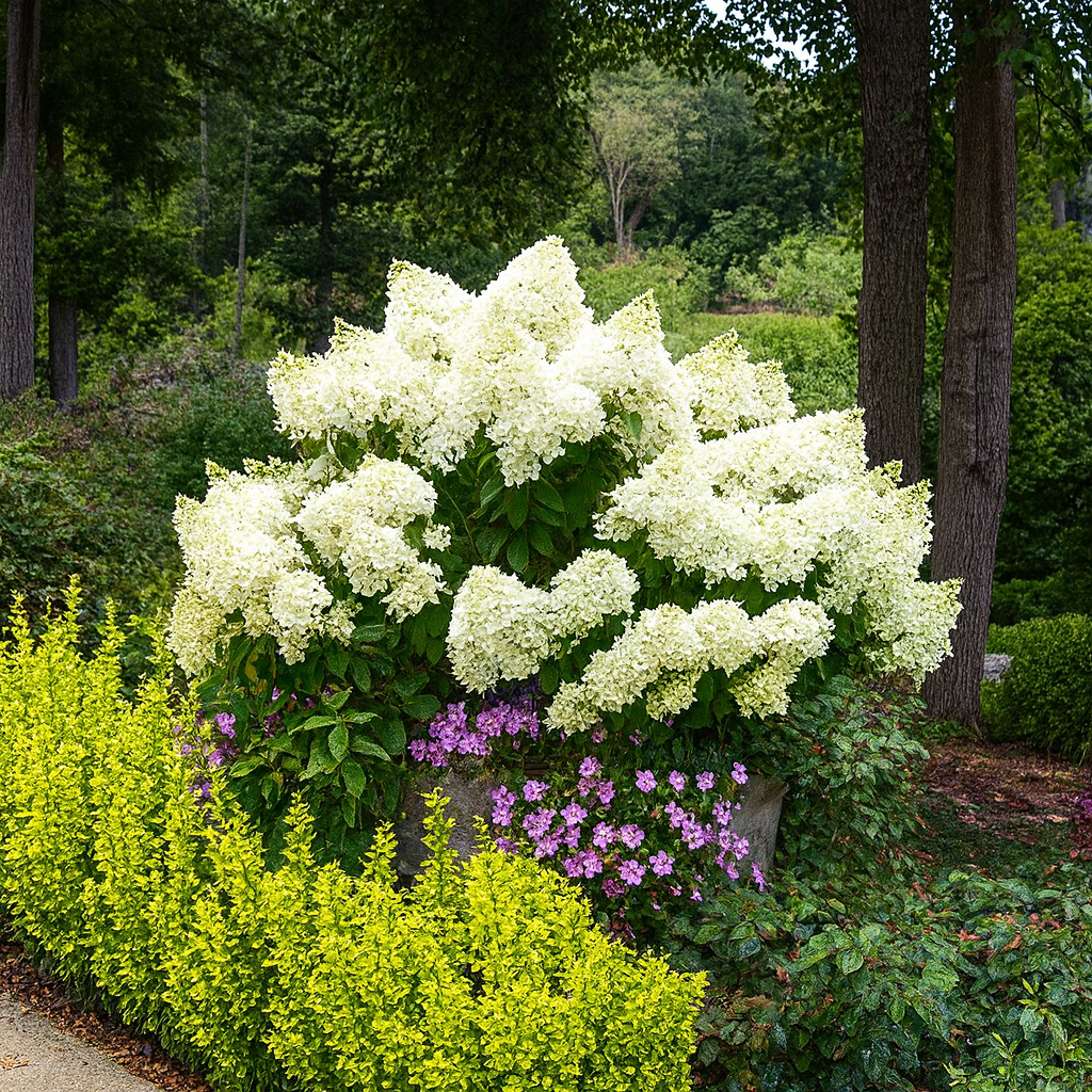 Hydrangea ‘Bobo’ | Compact White Panicle Hydrangea | Hardy Dwarf Shrub ...
